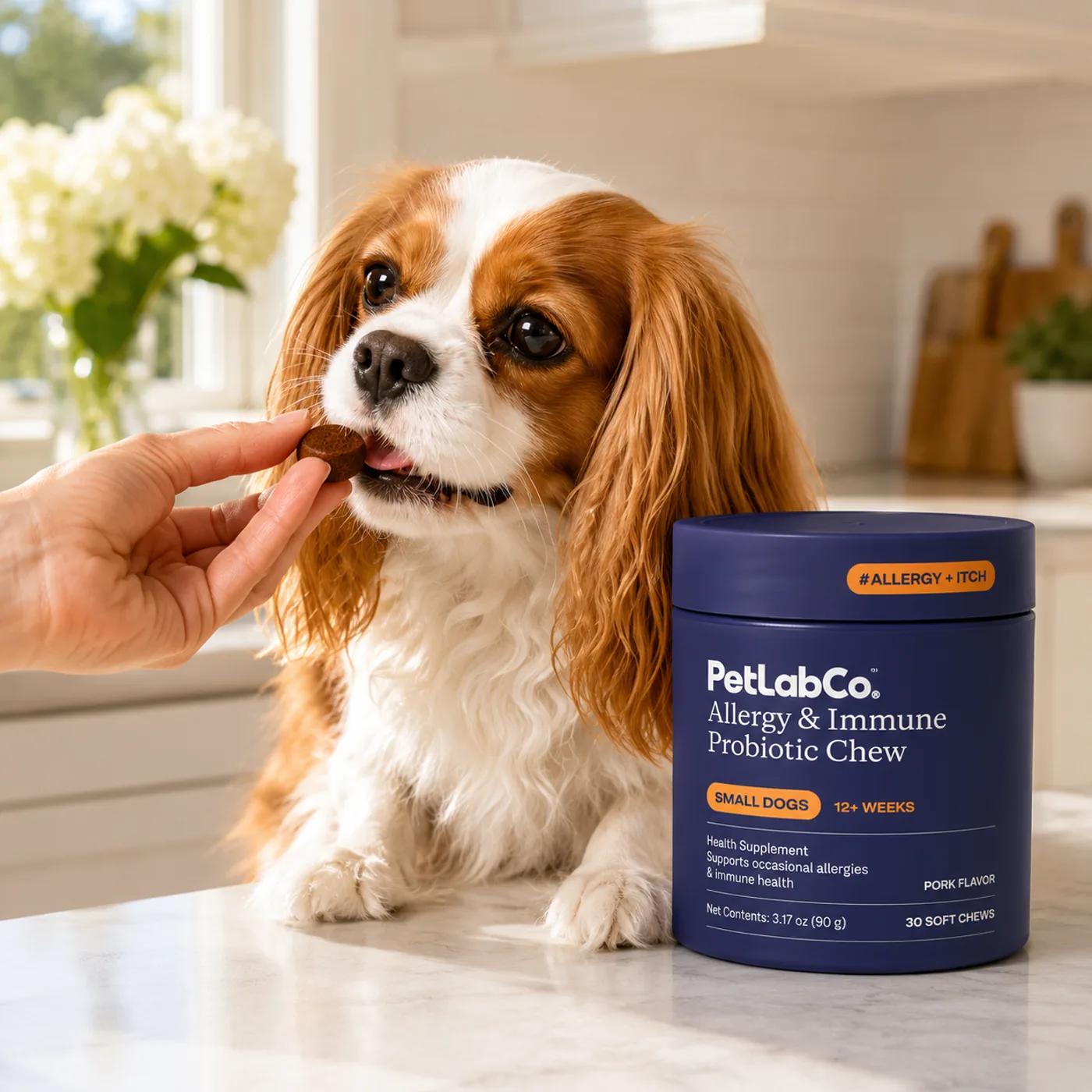 Cavalier receiving a chew at home beside the small-dog tub