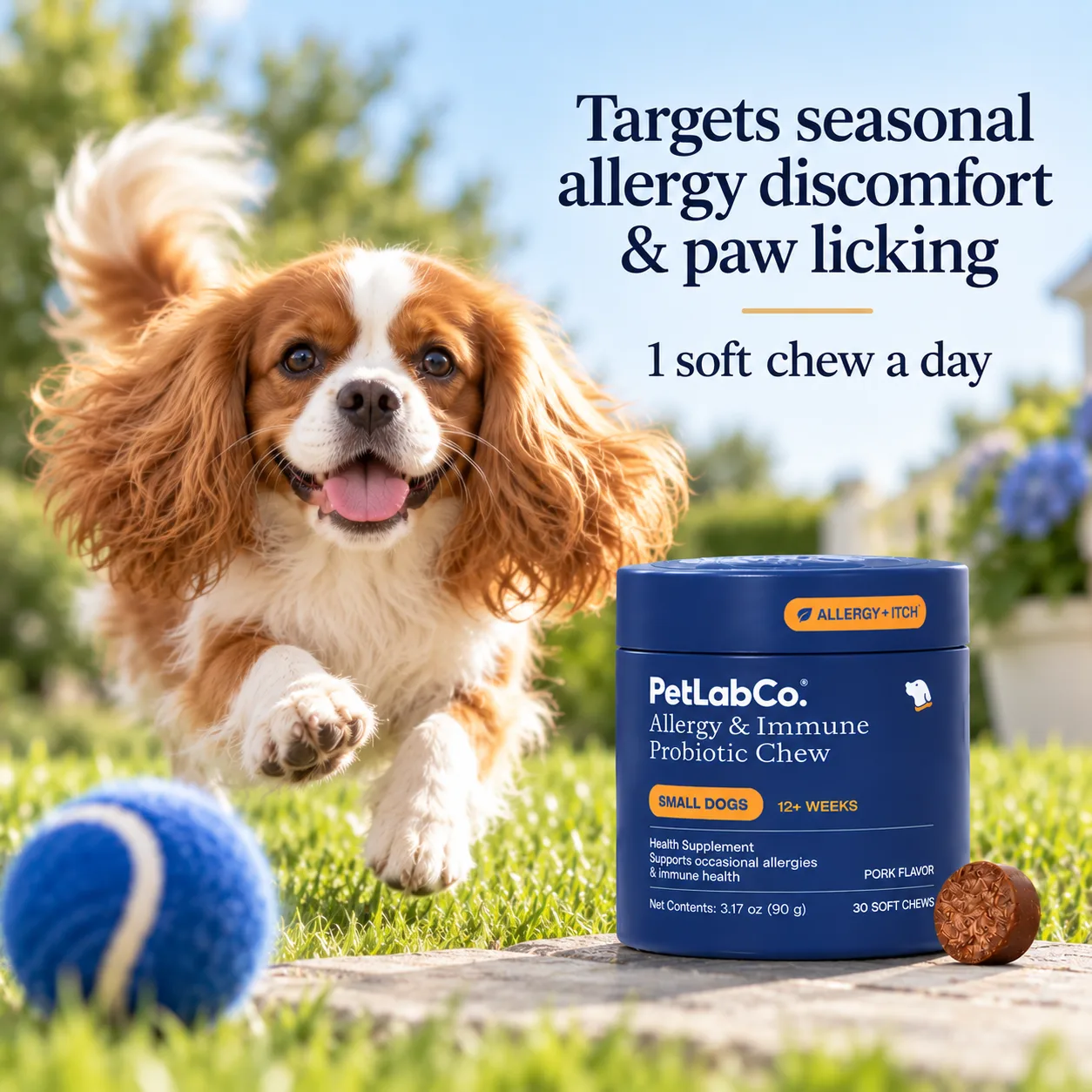Cavalier running with a tennis ball beside seasonal allergy discomfort and paw licking message